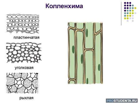 Тургор тканей и его роль в жизни растений