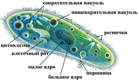 Туфелька и ее связь с характером владельца