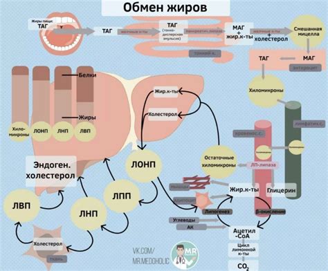 Тяжелые жиры: основа жирового обмена