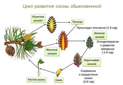 Тяночка: определение и особенности