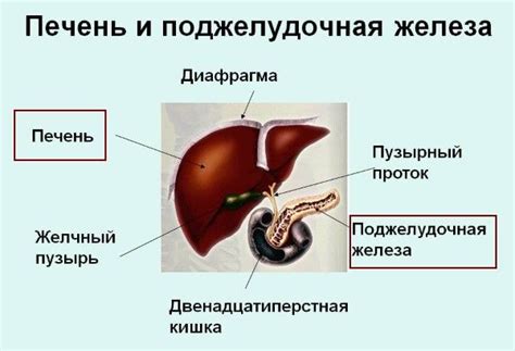 УЗИ печени: важный метод диагностики