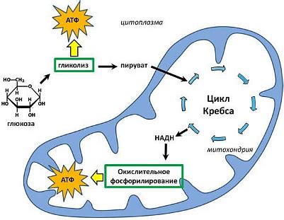 Углеводный обмен - основа энергетического обеспечения организма