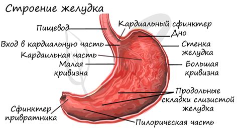 Угол желудка острый