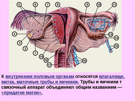 Уздечка: функции и анатомия