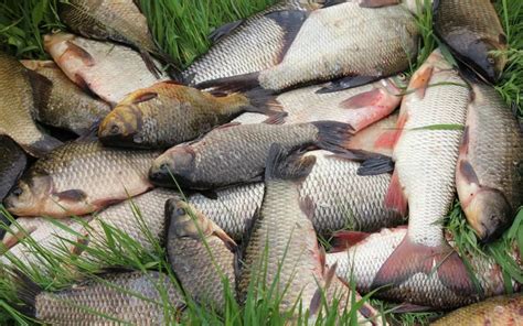 Улов рыбы в мужском сне как признак финансового процветания