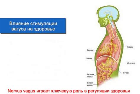 Улучшение кардиоваскулярной функции