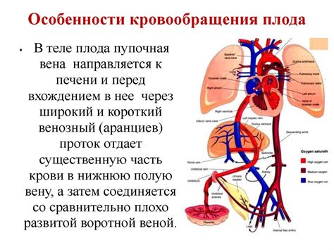 Улучшение кровообращения и сосудистой системы