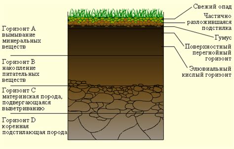 Улучшение почвы и рост других растений