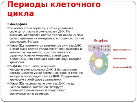 Улучшение синтеза клеток: добавление кальция во вечернее время