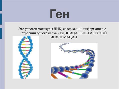 Унаследование хромосом и передача генетической информации