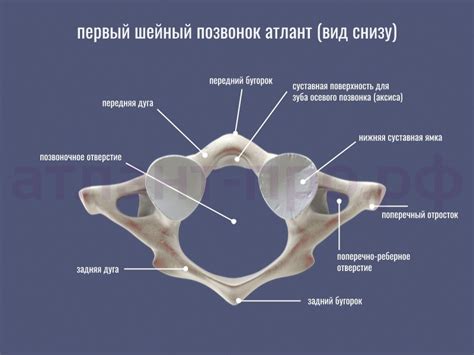 Уникальное анатомическое оформление