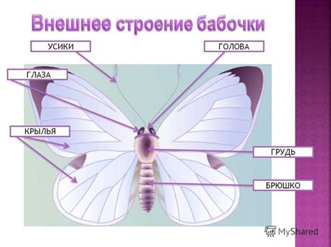 Уникальные возможности простых глаз в ориентации и обнаружении пищи