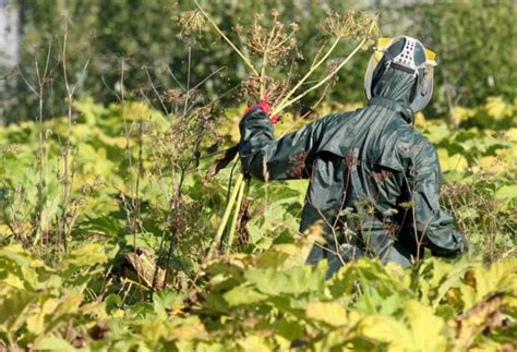 Уничтожение волчков яблоней химическими средствами