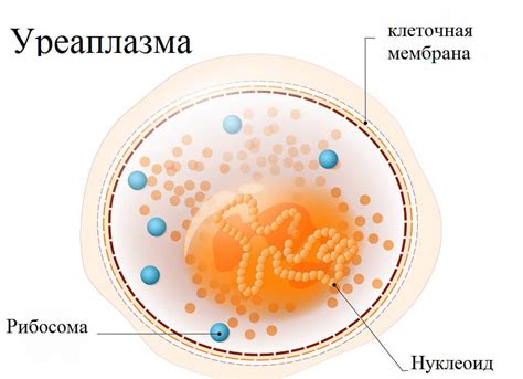 Уреаплазма