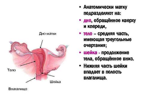 Уретра у женщин: структура и функции