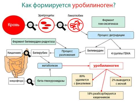 Уробилиноген: диагностика и лечение нарушений