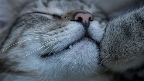 Урчание кота: секреты и значение