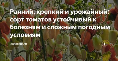 Устойчивость к прочим условиям и болезням