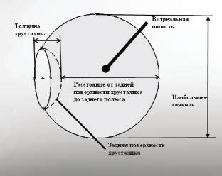 Устройство витреальной полости глаза: важные аспекты