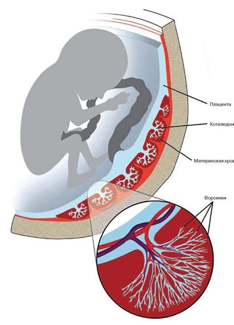 Устройство плаценты и ее роль в функционировании
