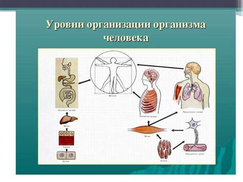 Ухудшение функционирования органов и систем