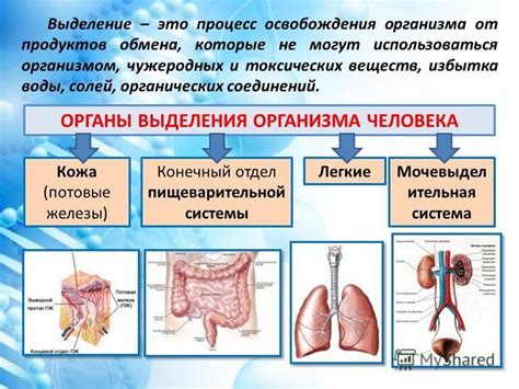 Участие в росте и развитии