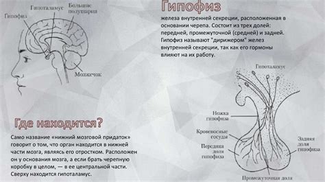 Участие гипофиза в росте и развитии