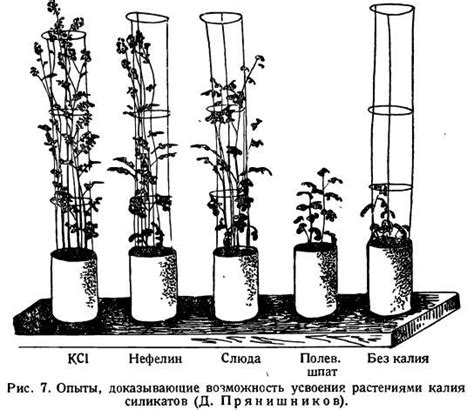 Участие глюкозы в обменных процессах растений