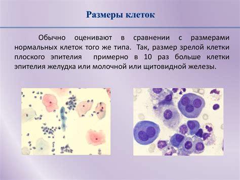 Участие клеток плоского эпителия в газообмене