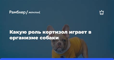 Участие креатинина в организме собаки