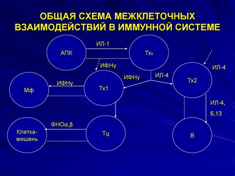 Участие фагоцитоза в иммунной системе