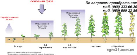 Фаза созревания органического материала