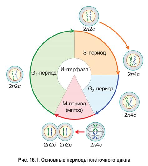 Фазы клеточного цикла и их функции