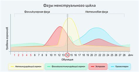 Фазы месячного цикла