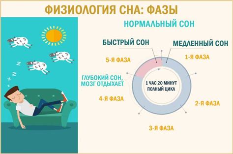 Фазы сна: динамика сновидений и физиологические процессы