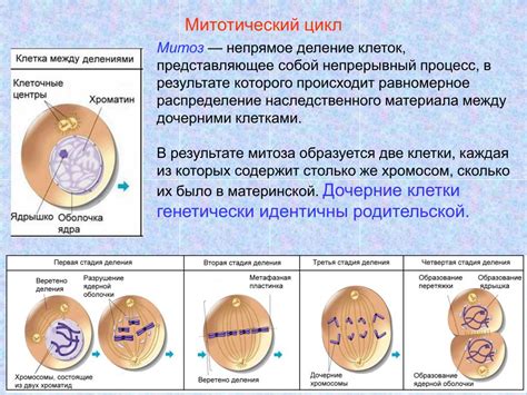 Фазы цикла клетки и их влияние на увеличение объема