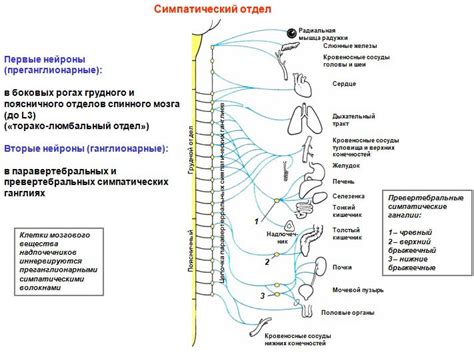 Факторы, влияющие на понижение тонуса симпатической нервной системы