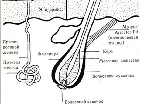 Факторы, влияющие на редкость волосяных челок во сне