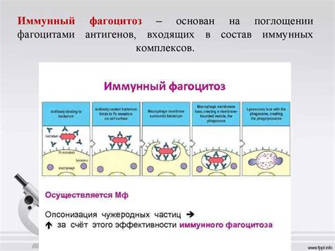 Факторы, влияющие на уровень циркулирующих иммунных комплексов