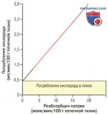 Факторы, влияющие на фазный кровоток