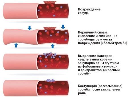 Факторы, влияющие на циркуляцию крови