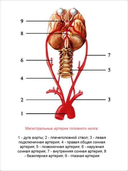 Факторы, приводящие к артерии мозга гипоплазии