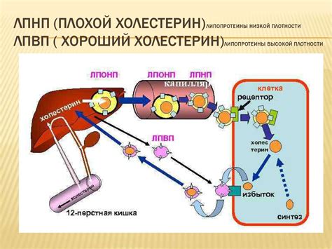 Факторы риска повышения уровня холестерина ЛПНП