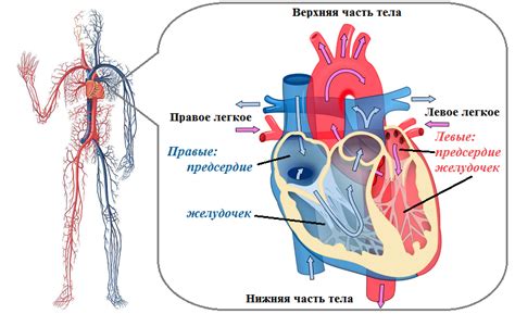 Факт 1: Левое предсердие и его роль