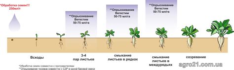 Феномен роста: от бутона до цветка