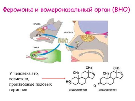 Феромоны и их роль в метки кота