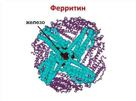 Ферритин увеличен: что это значит?