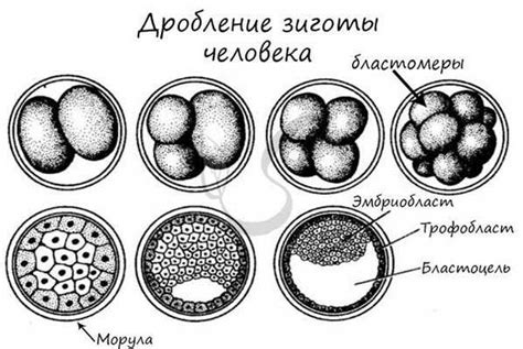 Фетальное развитие: изначальная стадия