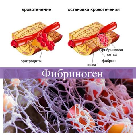 Фибриноген: функции и роль в организме