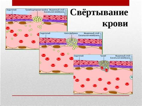 Фибриноген: что это и какое его значение для организма?